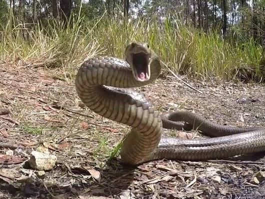 Emergency services tasked after patient was bitten by snake