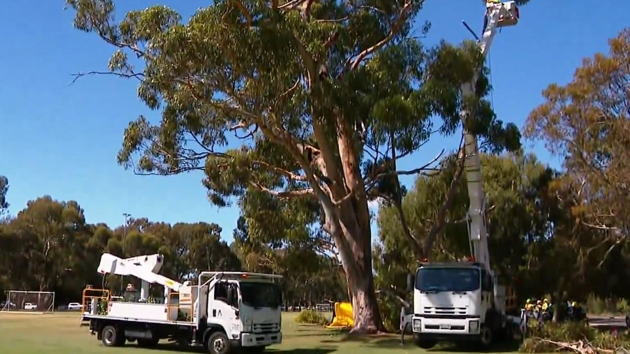 A freak accident has killed a woman in her 20s after a gum tree branch fell on top of her. Picture: 9News