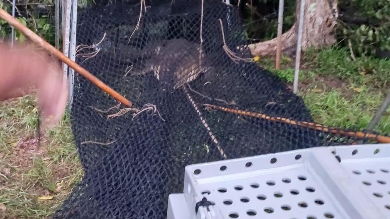 Four metre croc captured from Boar Creek after attacking cattle | Daily ...