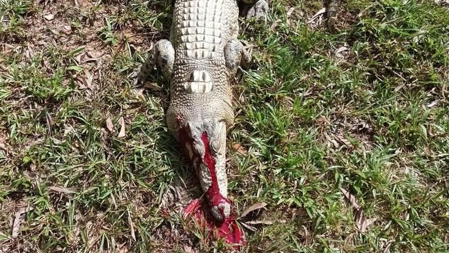 Innisfail man Adrian Hogg took this image of one of the crocs he allegedly killed.