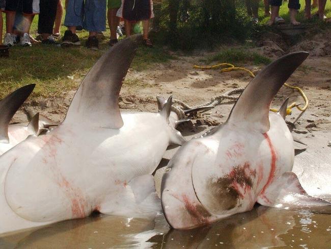 ATT TOWNSVILLE BULLETIN- PICS BY DAVID CLARK 9/02/2003FATAL SHARK ATTACK IN LAKE BURLEIGH-LOCAL RESIDENTS LOOK AT THE SHARKSRETREAVED FROM THE NETS SET OVERNIGHT IN LAKE BURLEIGH AFTER A FATAL SHARK ATTACK ON SATURDAY KILLING BOB PURCELL