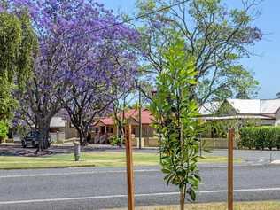 BIODIVERSITY: A native watergum seedling planted by Clarence Valley Council with a backdrop of Grafton's famous jacarandas. Picture: Adam Hourigan