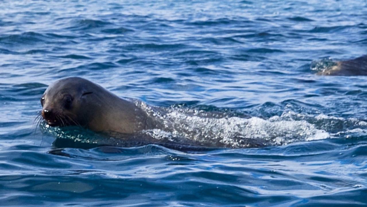 Dead seals found between Apollo Bay and Wye River | Geelong Advertiser