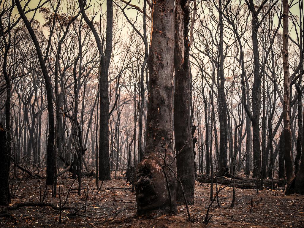 Damage could derail $1bn forestry sale