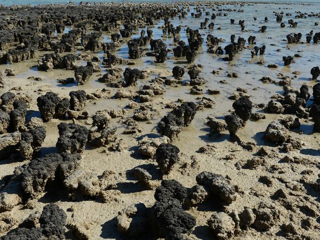 Stromatolites at Hamelin Pool.