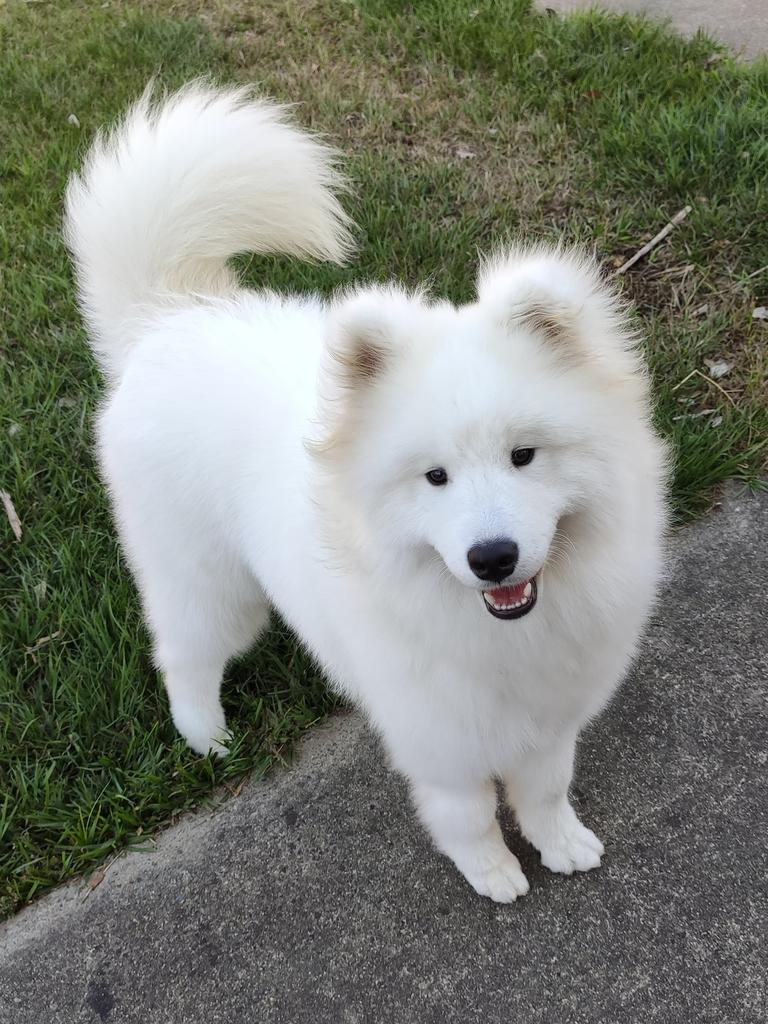 Vader the Samoyed after a groom!