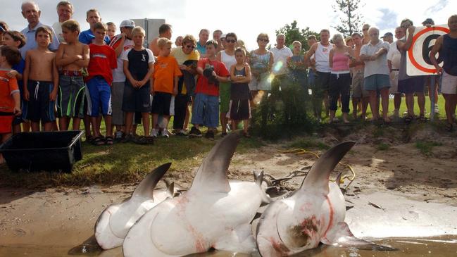 Sharks retrieved from Lake Burleigh following the death of Bob Flemming in February 2003.