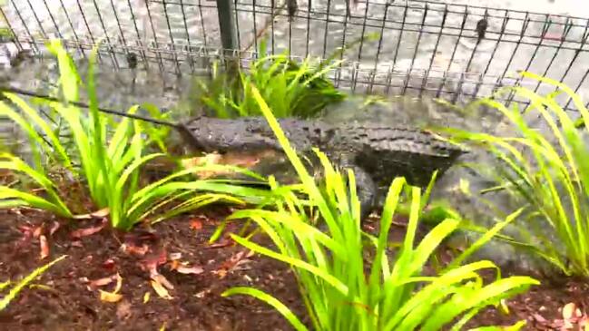 Gator Relocation at The Australian Reptile Park