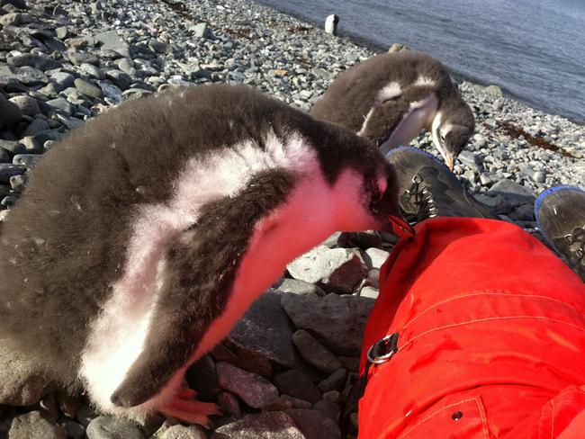 Not letting go ... the adorable baby penguin. Picture: Picture Media from Caters News