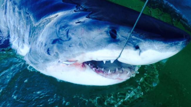 A 3m male great white shark caught, tagged and released off Angels beach near Ballina