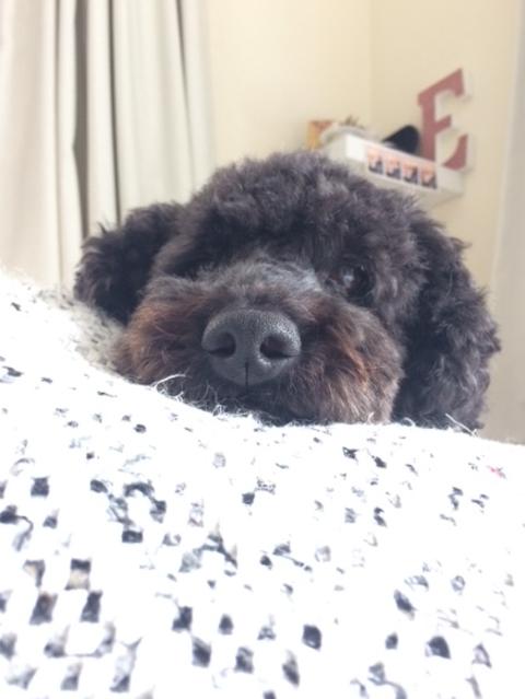 MIFFY: This little labradoodle loves snuggling pillows, chasing magpies and her feline best friend, Scarlett.