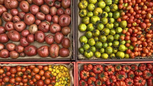 Piccolo farm grows about seven varieties of tomatoes including yellow cherry, green zebra and galaxy.