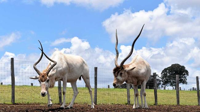 Addax parents Bridget and Adam at the Darling Downs Zoo. Picture: Sean Teuma