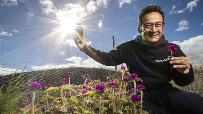 Dr Kiran Thapa among his gomphrena flowers at Orielton. Picture: Chris Kidd