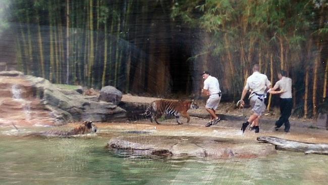 Still from Jake D'Olimpio's camera showing Australia Zoo tiger...