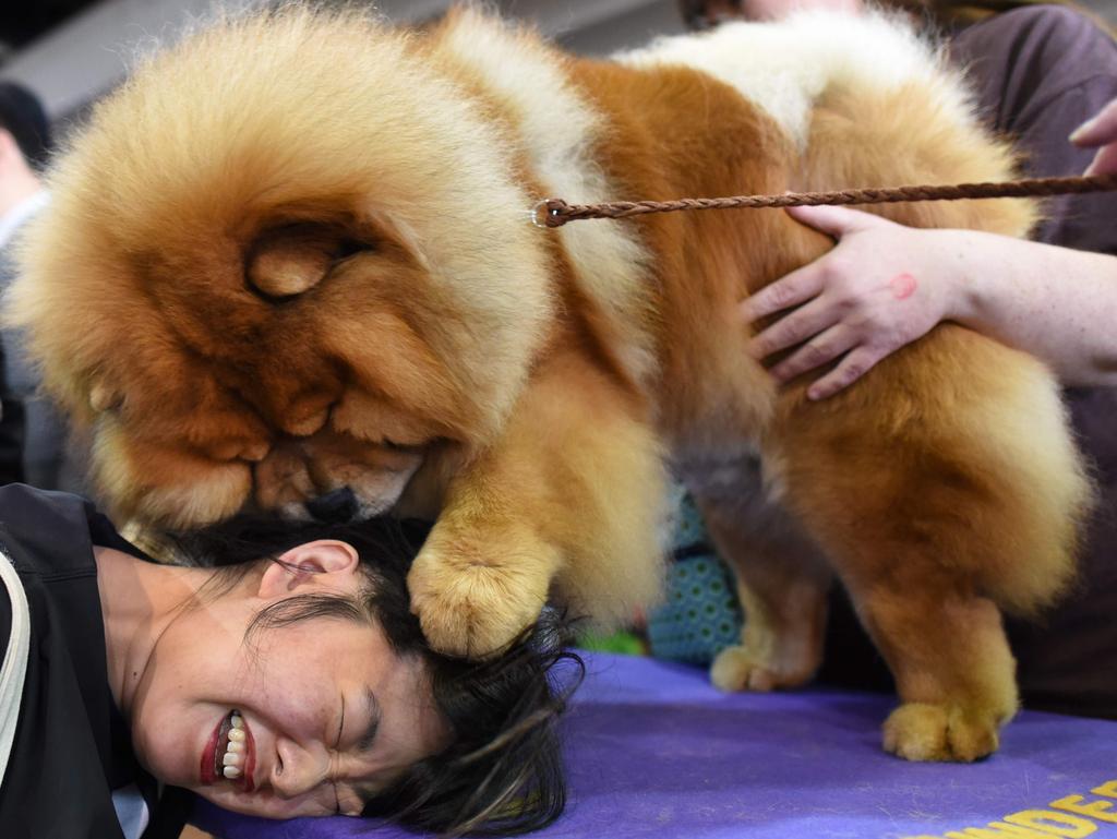 Candace Chien plays with a Chow Chow in the benching area on Day One of competition at the Westminster Kennel Club 142nd Annual Dog Show in New York on February 12, 2018. Picture: AFP