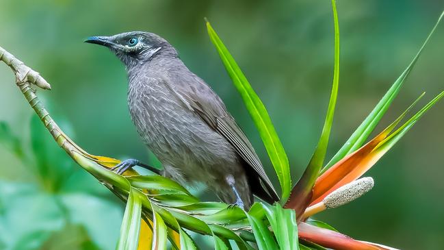 The Eungella Honeyeater is a species of bird only found in the Eungella rainforest.