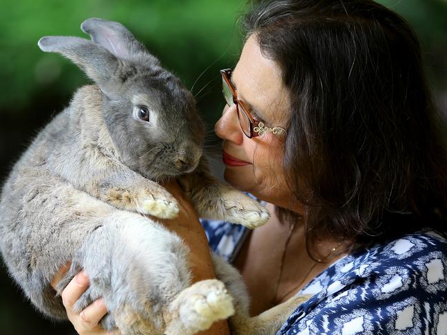 Kim Mooney from the Rabbit Sanctuary in Grafton with Boo the bunny rescued by her after Qld police seized it in raid. Pic Nathan Edwards