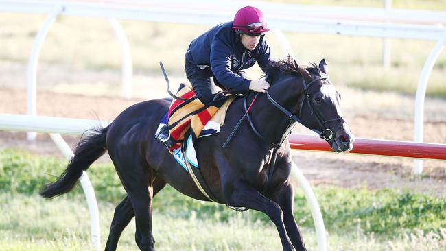 Melbourne Cup favourite Yucatan gallops during a Werribee trackwork session. (Photo by Michael Dodge/Getty Images)