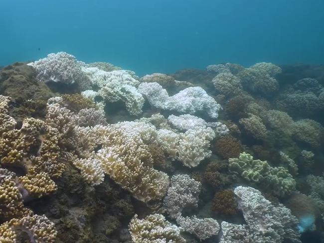 coral bleaching