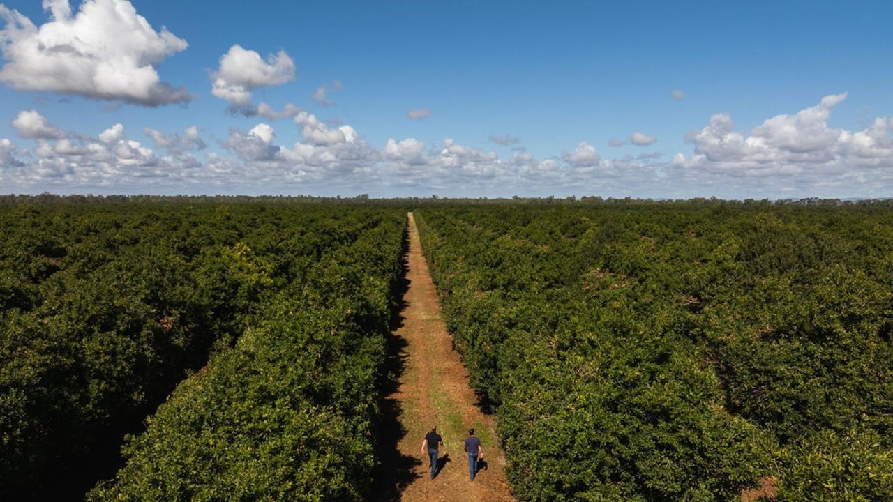 MacField Farm's 120,000 macadamia tree plantation on 340ha of land in South Yaamba.