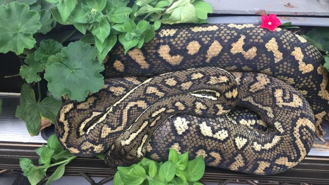 A carpet python moved into a flower box in Mount Tamborine.