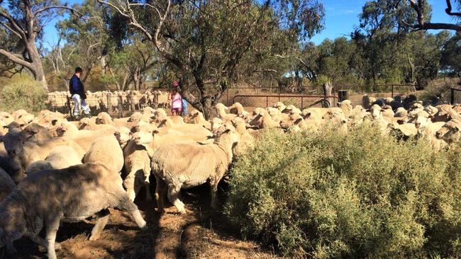 Mixed farm for sale: Ramsay, Booroorban, NSW, 4038ha | The Weekly Times