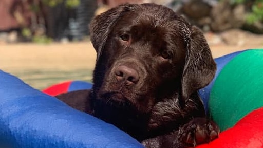 My handsome 2 year old Hugo from Arundel being the prince that he is. Loves his cuddles and food, does not like to swim but likes to float instead