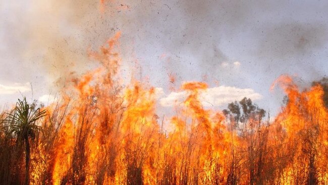 A gamba grass fire. Picture: Sam Setterfield