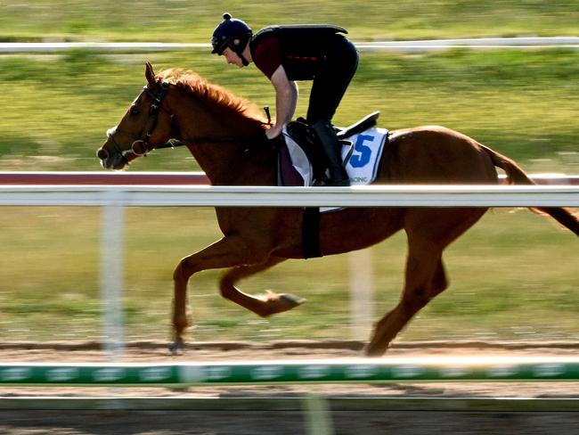 Travelling foreman David Casey rides Irish-trained horse Vauban during early morning track work a day before the Melbourne Cup horse race, at Werribee Racing Club, some 30 kilometres west of Melbourne on November 6, 2023. (Photo by William WEST / AFP) / --IMAGE RESTRICTED TO EDITORIAL USE - STRICTLY NO COMMERCIAL USE--