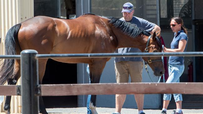 A female handler farewells a horse before it is taken from Darren Weir’s property. Picture: Jay Town