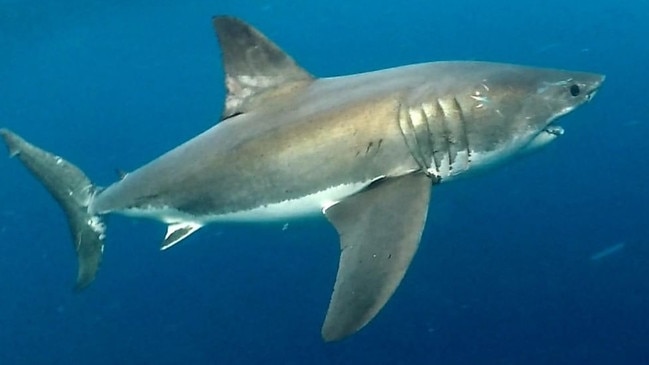 One of the great white sharks spotted around Bermagui in NSW. Picture: Instagram/Jason Moyce