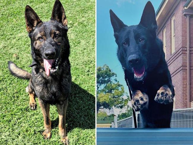 Police dogs Xtra, left, and Soldier, right, were discovered dead when their handler checked them after two hours. Pictures: Supplied