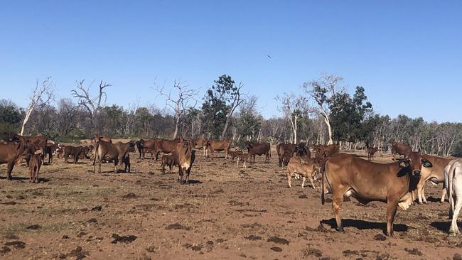 Fat cows in Lucksome paddock. Photo: Argyle Pastoral Company