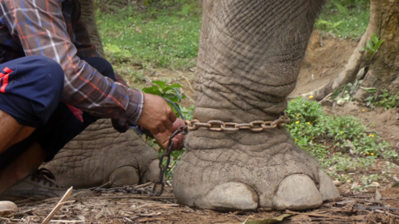 A chained elephant at a tourist park in southeast Asia. Picture: World Animal Protection