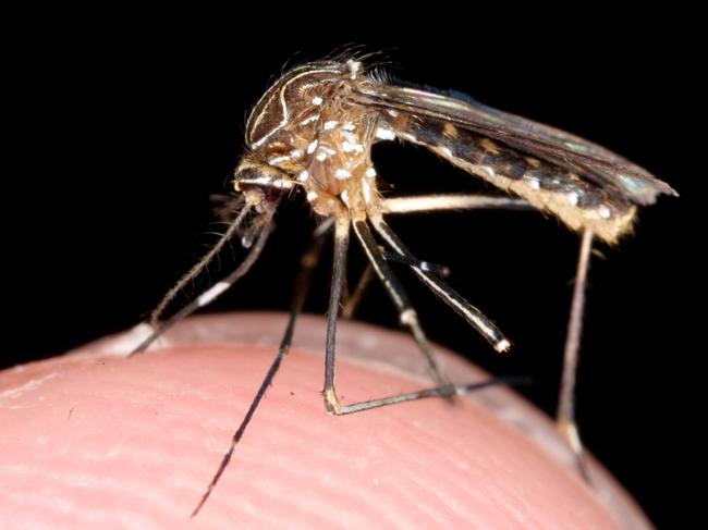 Mosquitoes have been swarming homes across the Liverpool local government area Picture: Stock.