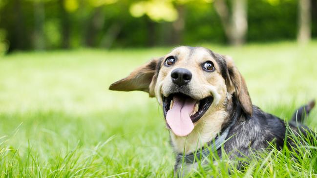 Even when dogs are hard to live with, we love them. Picture: iStock