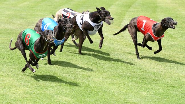 The start of race one at the Bundaberg Greyhound Racing Club.