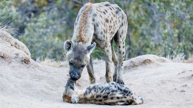 Mother and cub ... Playtime for mum and her baby hyena. Picture: Robert Irwin