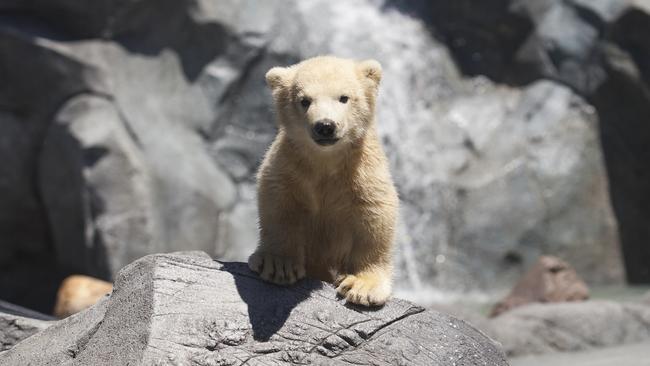 The twin of polar bear cub Henry also died just days after it was born — not uncommon in the polar bear world. Picture: World Sea