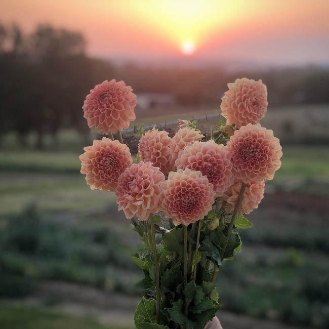 Dahlias grown at Wallflower Farm. Picture: @wallflower.farm