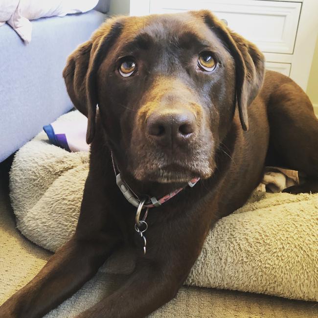Adaline, the Chocolate Labrador from Elderslie, very upset that the she was kicked off the bed by her siblings (the cats). Picture: Jordan