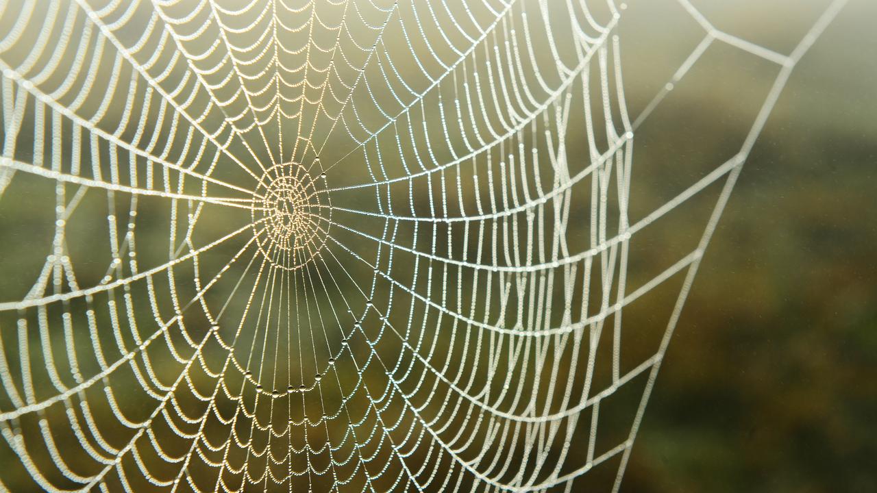 MIT scientists have used artificial intelligence to study spider webs and  create music from their vibrations