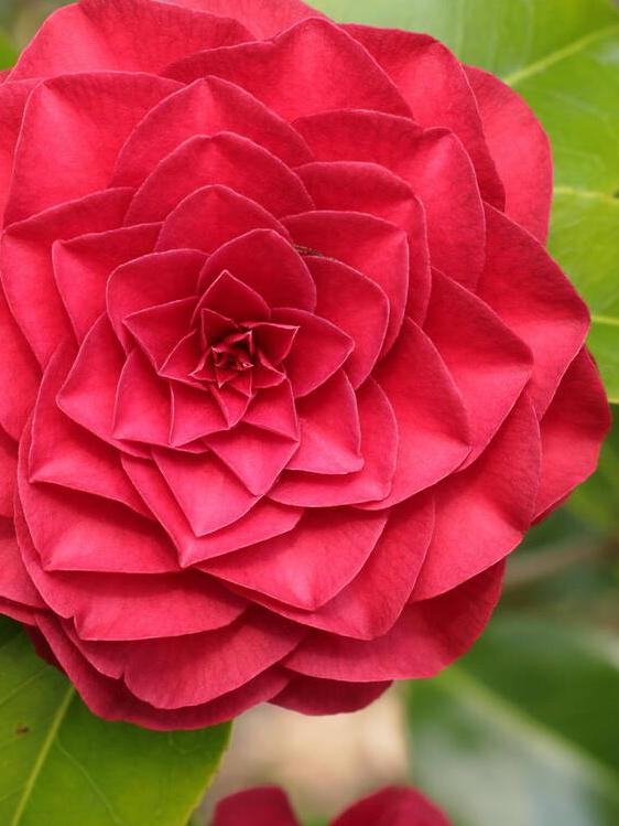 Camellia japonica 'Roger Hall'