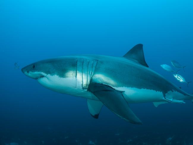 A large male great white photographed off the Neptune Islands. Picture:  Andrew Fox - Rodney Fox Shark Museum and Learning Centre