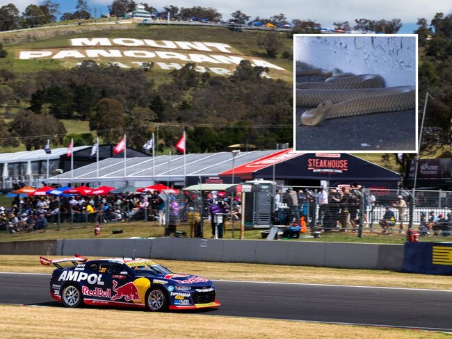 Canva compo pic for snake at Bathurst.