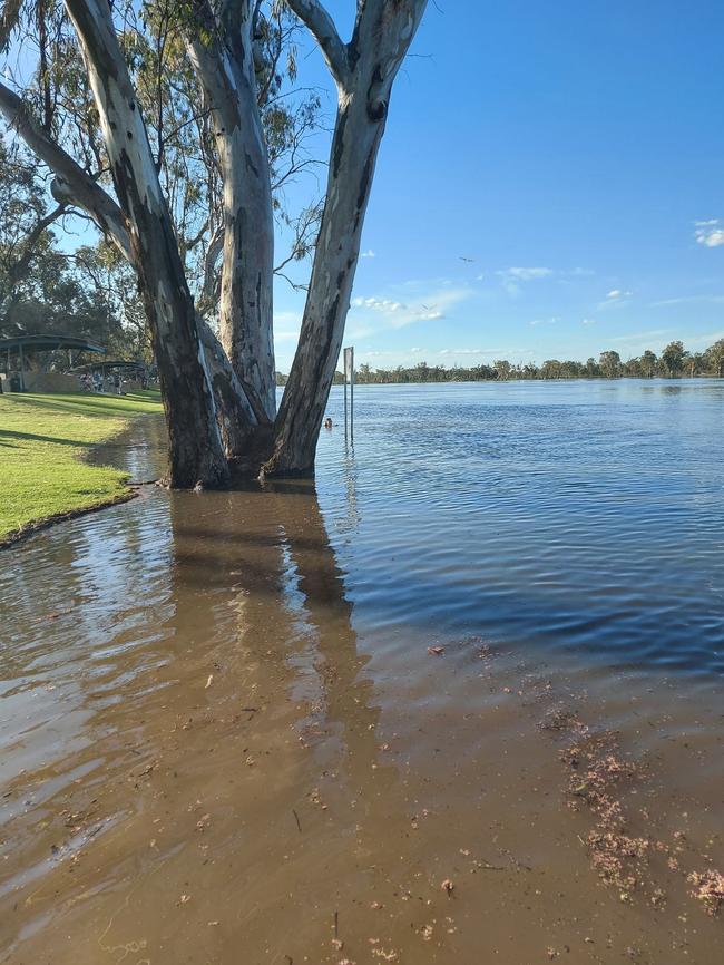 The same tree surrounded by water. Picture: Stephanie Cairns