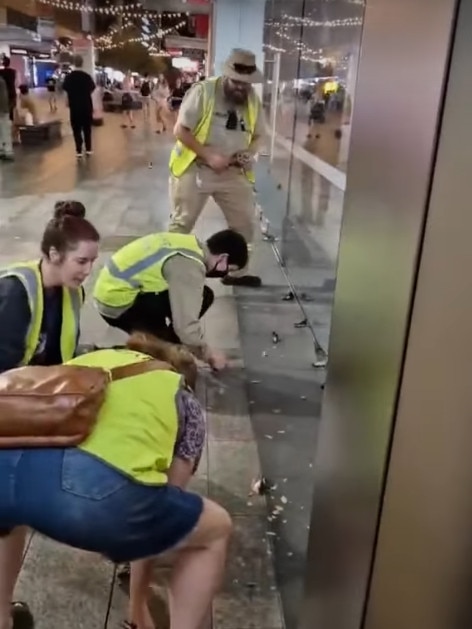 Tiny 15 gram tree martins are suffering critical injuries after flying into the Apple Store in Rundle mall. Picture: Wild Animals Australia.