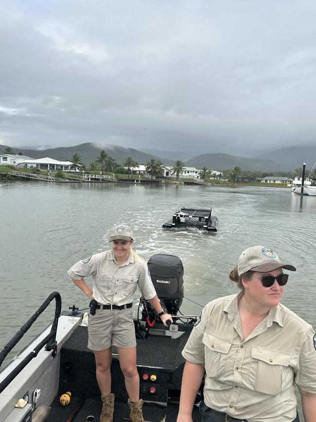 A three-metre crocodile that moved into the Cardwell Marina recently was captured in a baited trap on 9 May 2024. Photo: Supplied