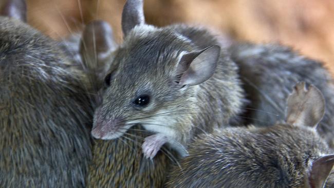 SMARTdaily, Pets. Mouse plague generic. Picture: iStock